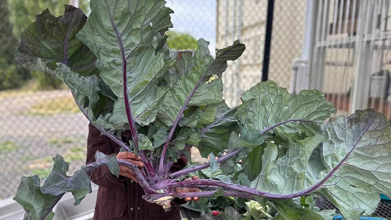 Purple Kohlrabi