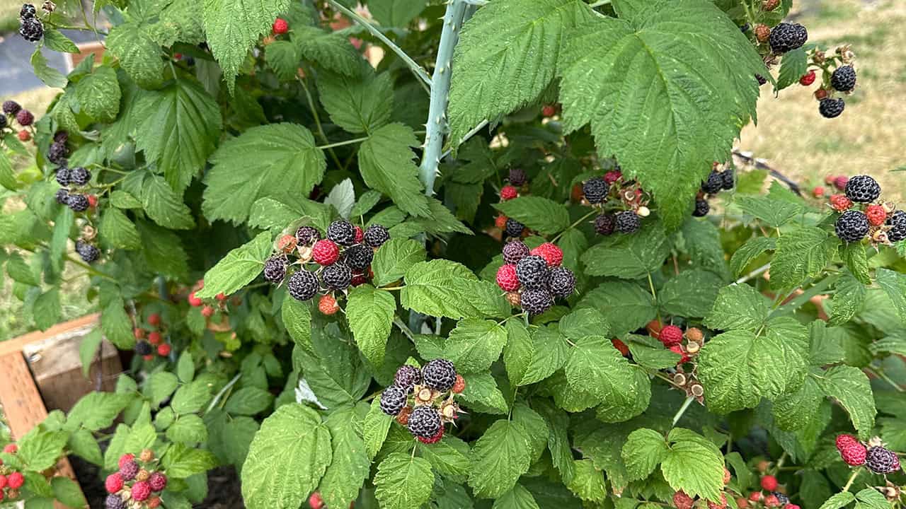 Ripe Black Raspberries Or Blackcaps