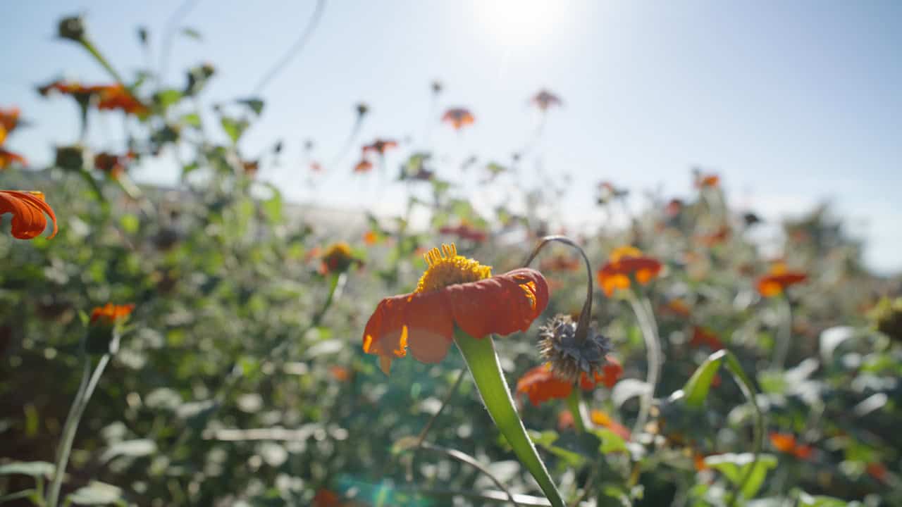 Vibrant orange flowers bathing in sunlight in the Chef's Garden.