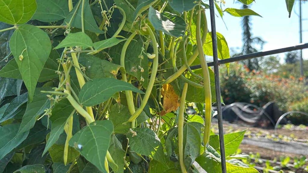 Beans growing on a trellis in the Chef's Garden