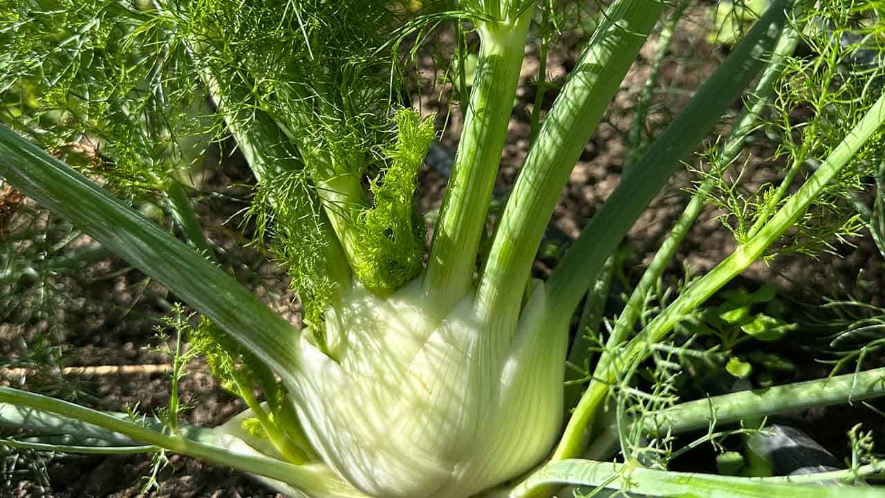 A large, ripe fennel in the Chef's Garden.