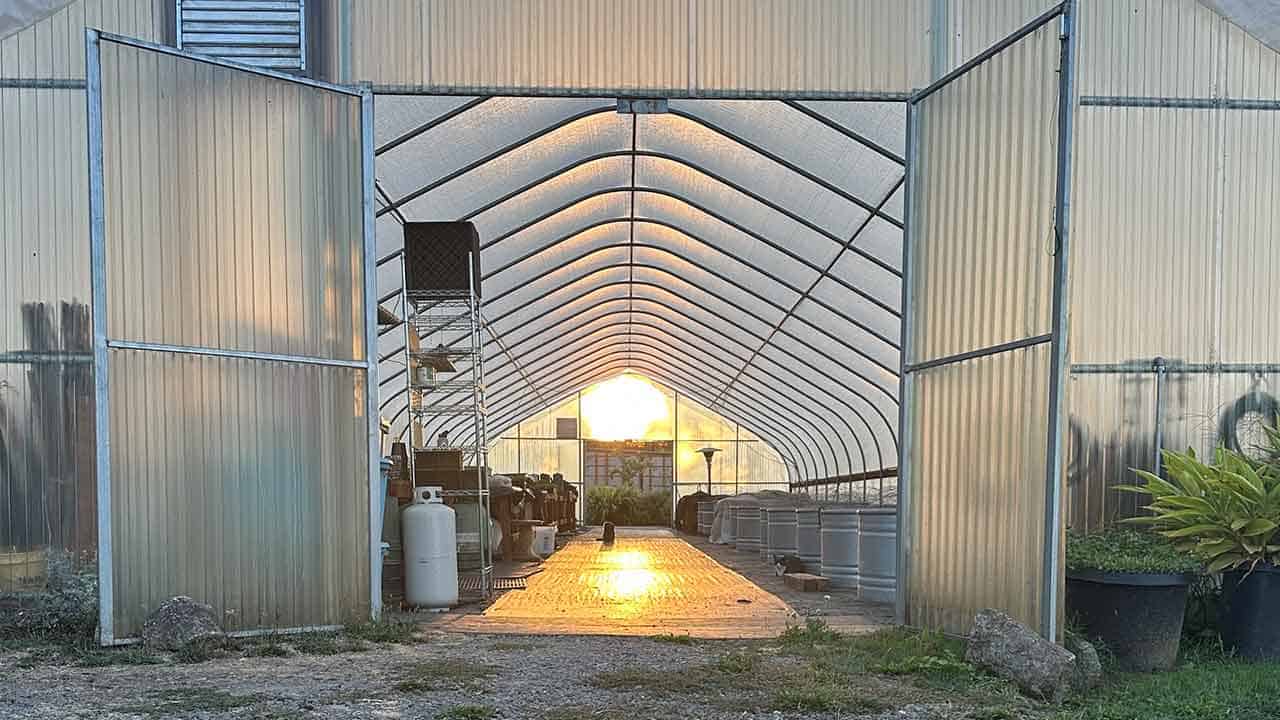 The sun shining through the greenhouse with the garden cats resting in the light.
