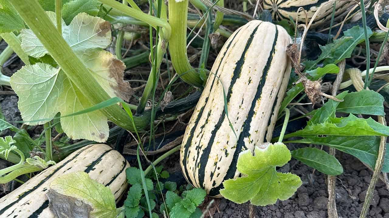 Two white and green squash.