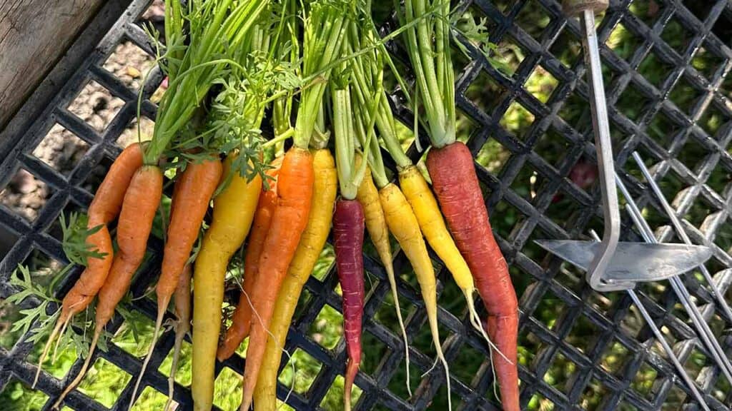 A bundle of bright colorful carrots freshly picked from the Chef's Garden.
