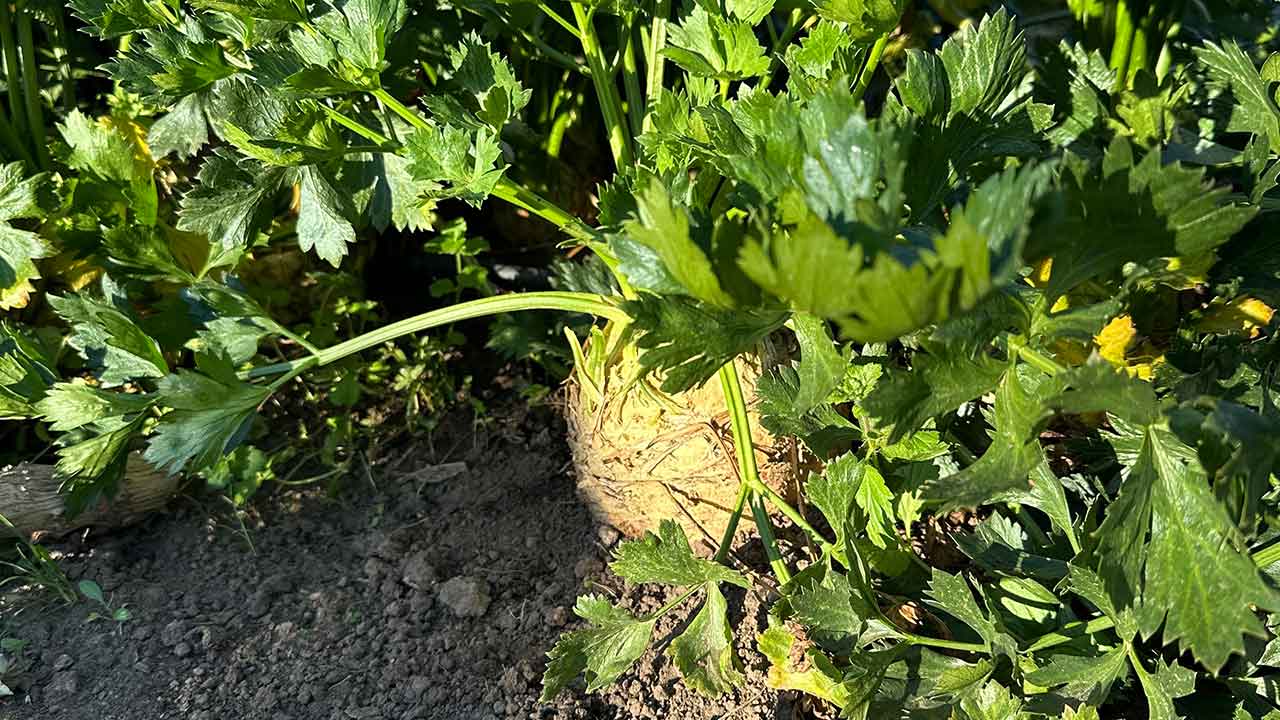 A bushel of celeriac in the ground.