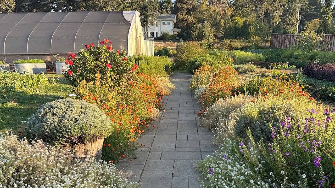 The walking path of the Chef's Garden in bloom with the greenhouse in the background.