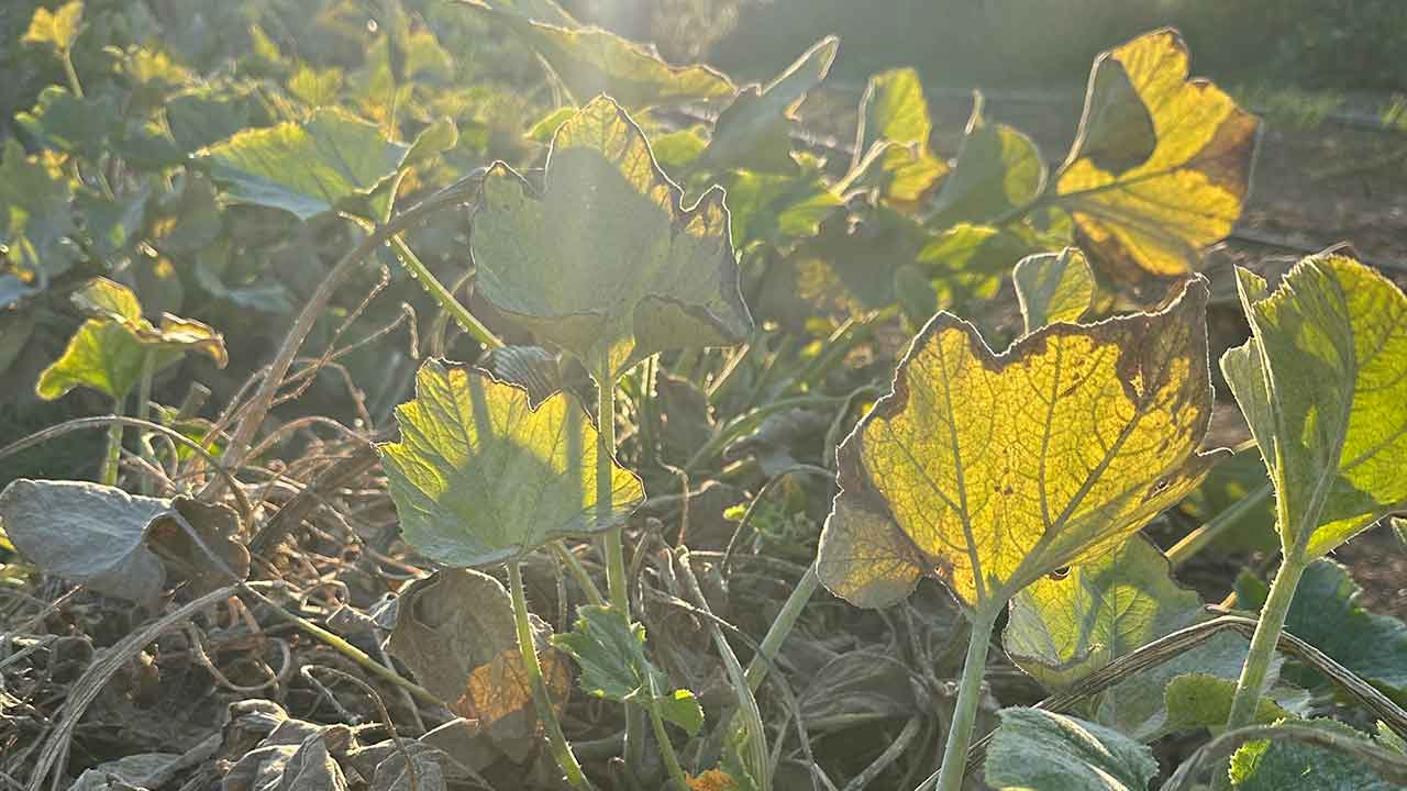 Patty pan leaves in the Chef's Garden with the sun shining through them.