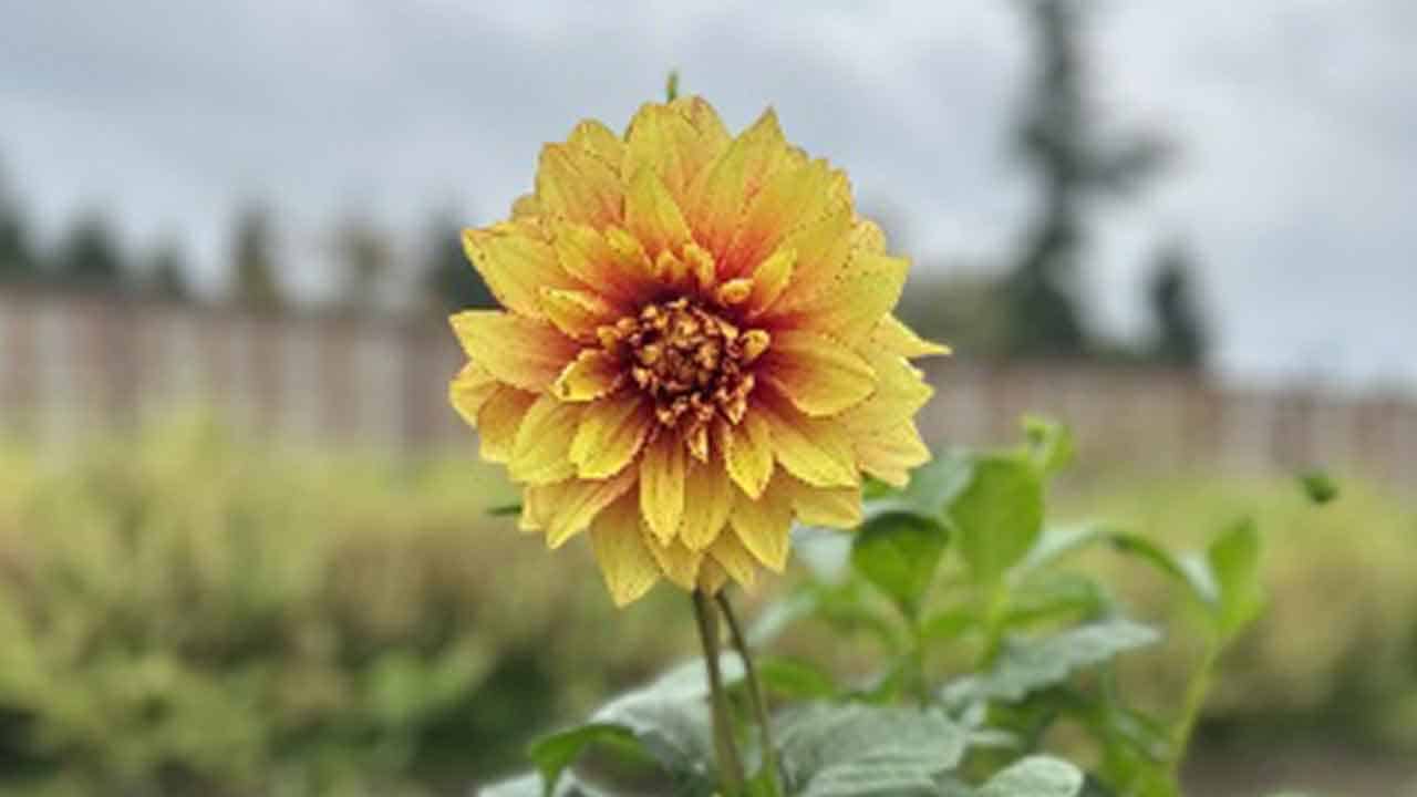 A sunchoke growing in the Chef's Garden.