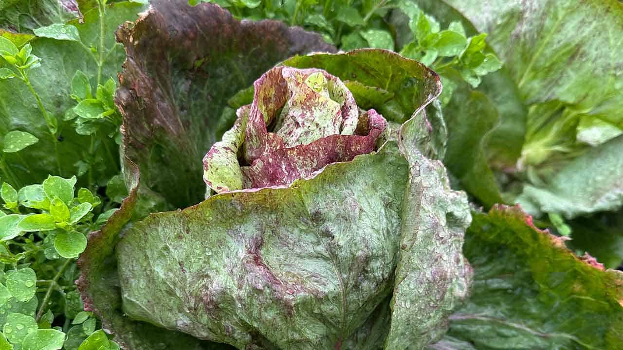 A head of radicchio waiting to be harvested.