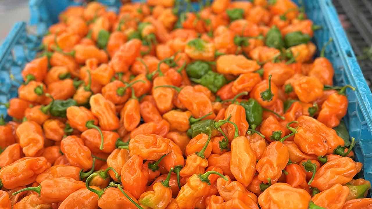 A basket full of bright orange habanero peppers harvested from the Chef's Garden.