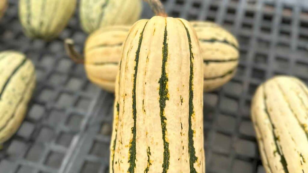 The first batch delicata squashes picked from the Chef's Garden.