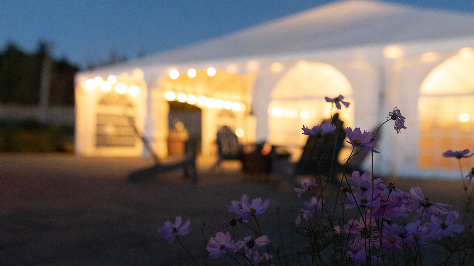 The Chef's Garden tent lit up at nighttime with purple flowers in the foreground.
