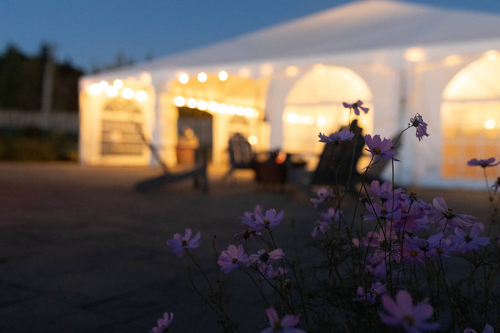 The Chef's Garden tent lit up at nighttime with purple flowers in the foreground.