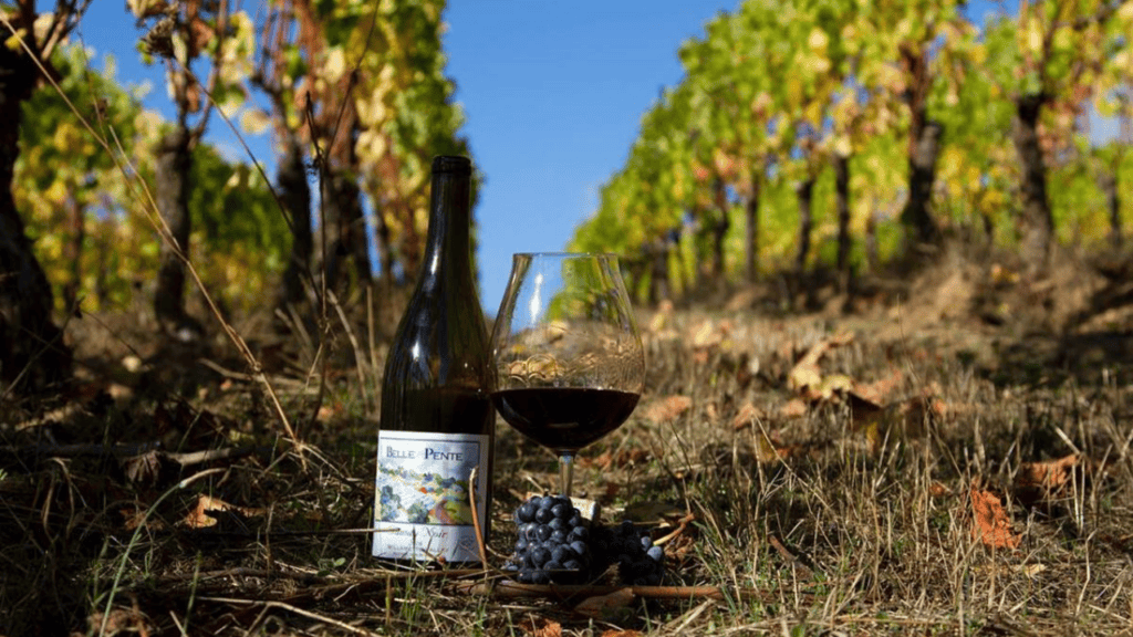 Belle Pente bottle and wine glass in a vineyard.