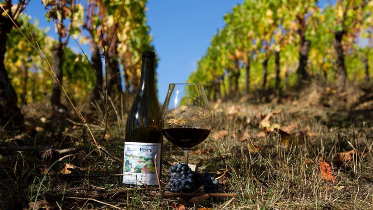 Belle Pente bottle and wine glass in a vineyard.