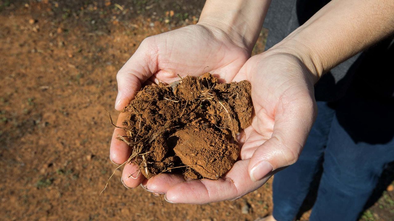 JORY Volcanic Soil